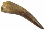 Fossil Plesiosaur (Zarafasaura) Tooth - Morocco #298273-1